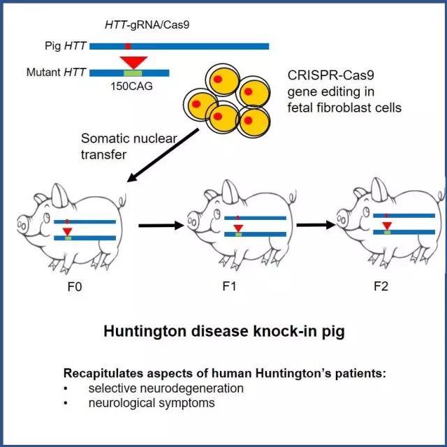 利用基因编辑技术(CRISPR/Cas9)等技术 培育出世界首例亨廷顿舞蹈病基因敲入猪 利用基因编辑技术(CRISPR/Cas9)等技术 培育出世界首例亨廷顿舞蹈病基因敲入猪