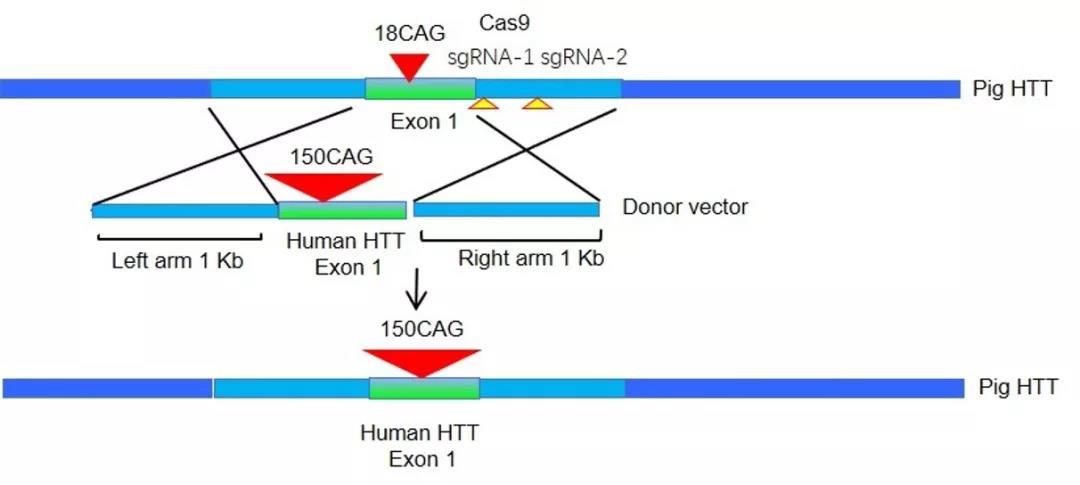 将人的HTT突变基因插入猪的HTT基因中 将人的HTT突变基因插入猪的HTT基因中