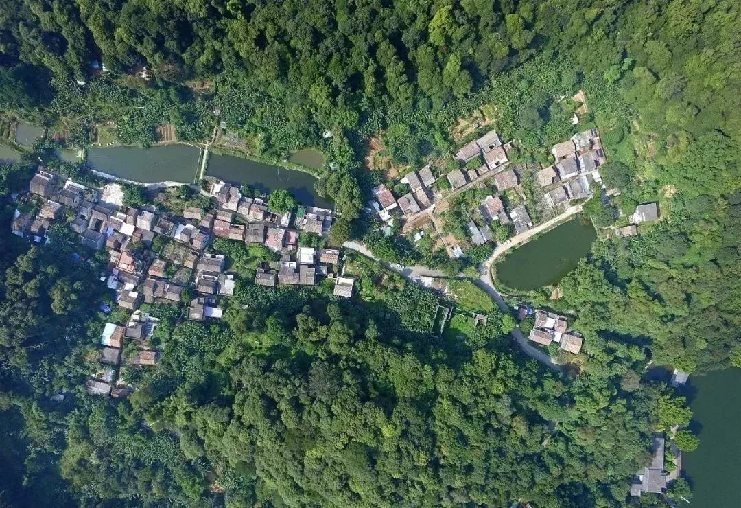 大山深处,人间仙境!西樵山这个古村,拥有了整个春天