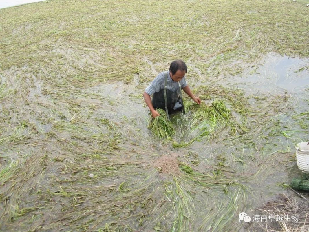 栽种并管控好水草,蟹塘平均产量能增加20%以上!推荐几种水草搭配模式