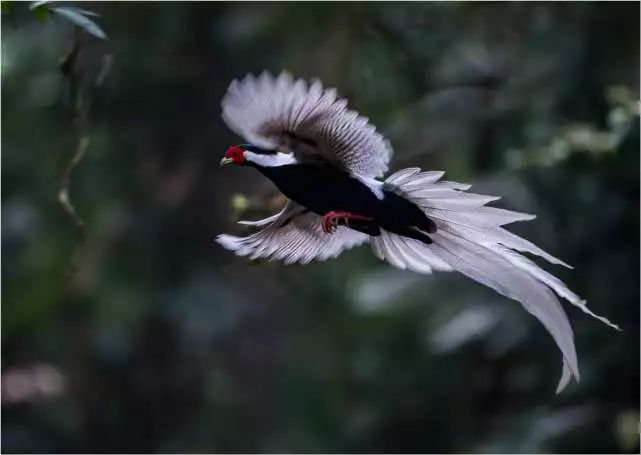 二级保护动物 被列入《世界自然保护联盟(iucn 2012年濒危物种红