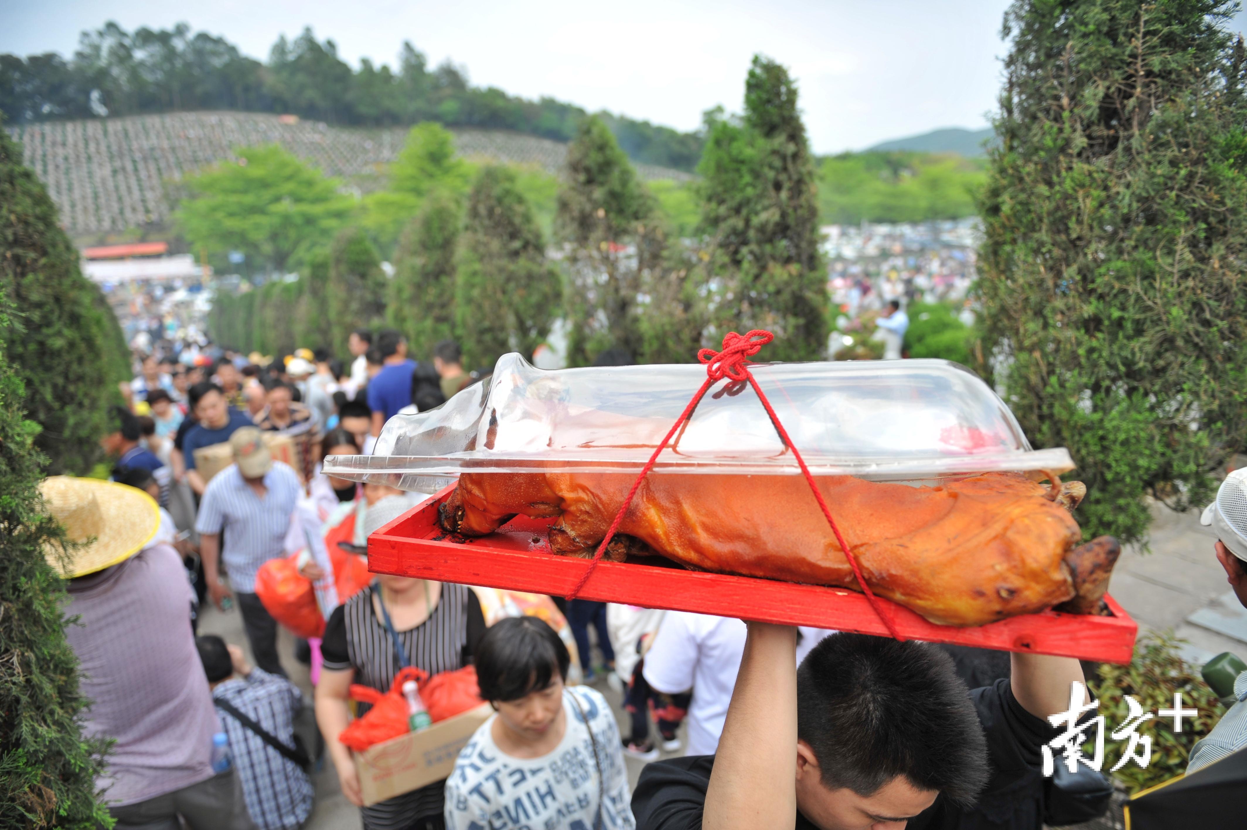 飞鹅墓园内，市民扛着烧猪艰难行走的画面不少见。在佛山人，烧猪是扫墓的标配。