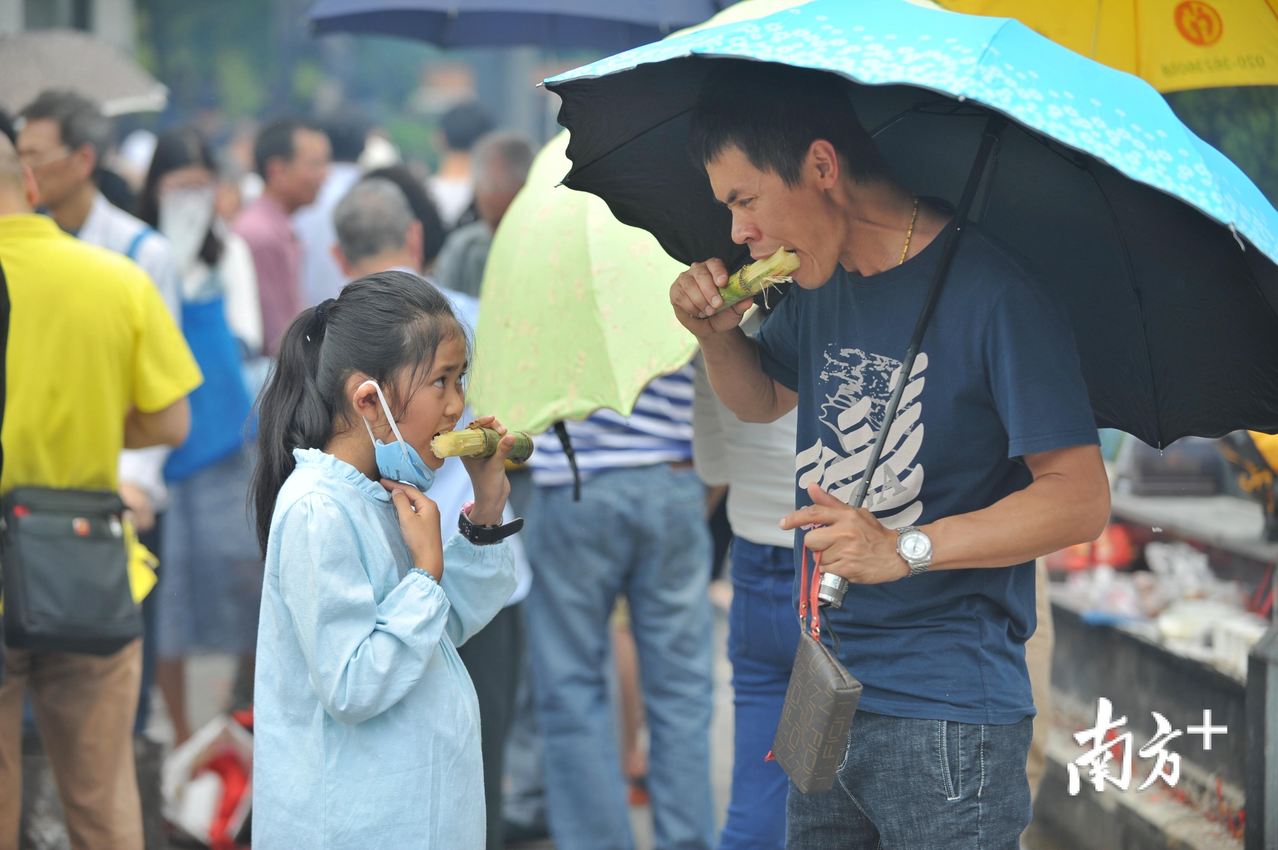 除了烧猪，“清明蔗”也是佛山人扫墓必备。