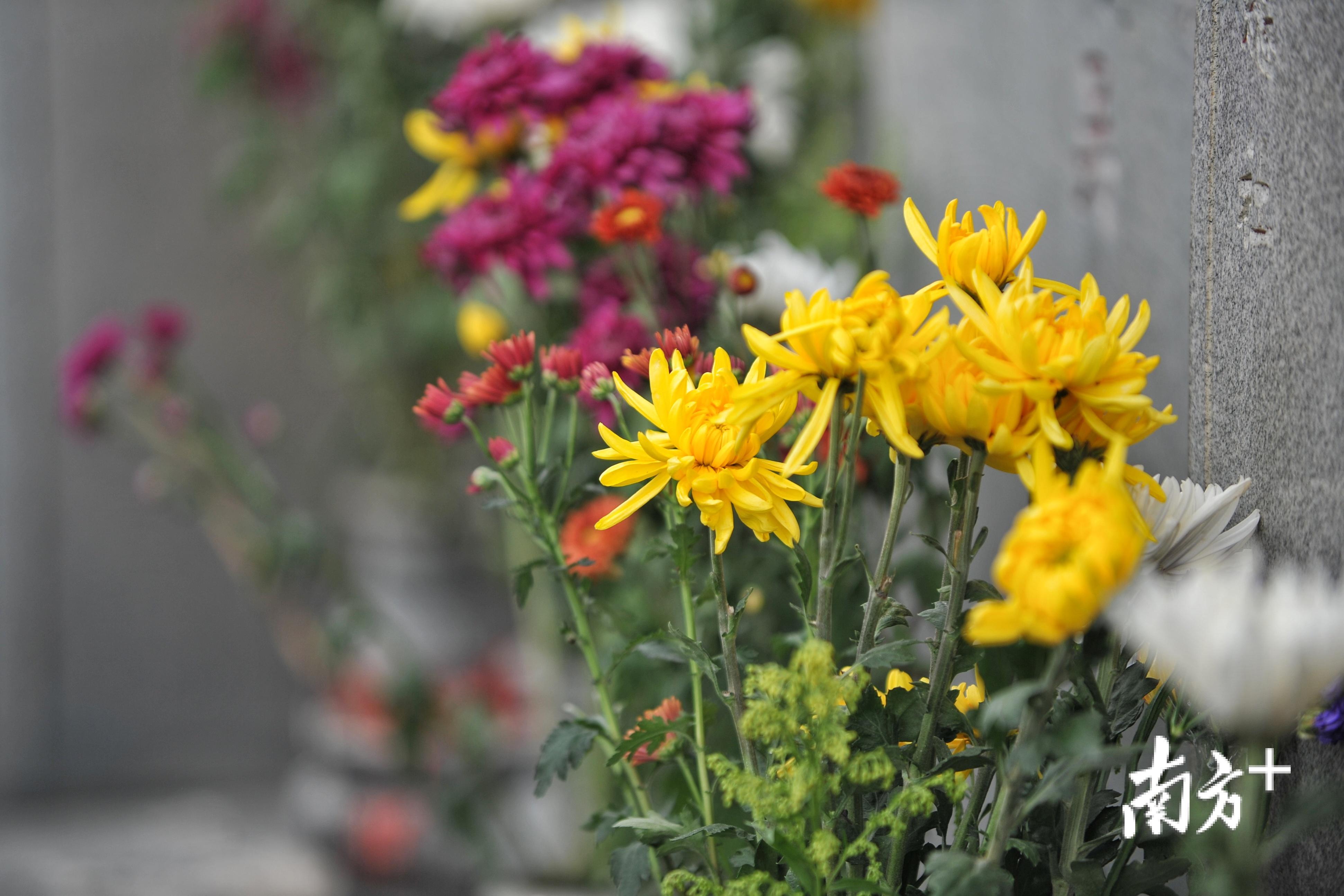 鲜花一簇簇，思念一年年。飞鹅墓园，越来越多人开始用鲜花替代传统拜祭品。