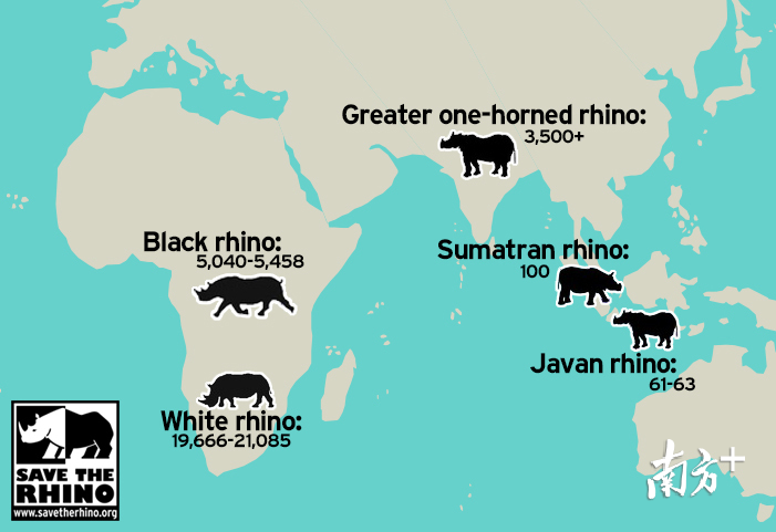 世界各地不同种类犀牛数量分布（来源于SRI）