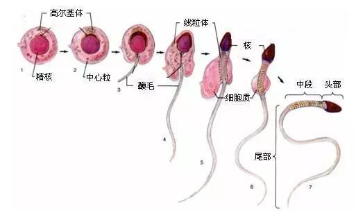 在睾丸的曲细精管里,精子的始祖——原始生殖细胞化身精原细胞,驹原