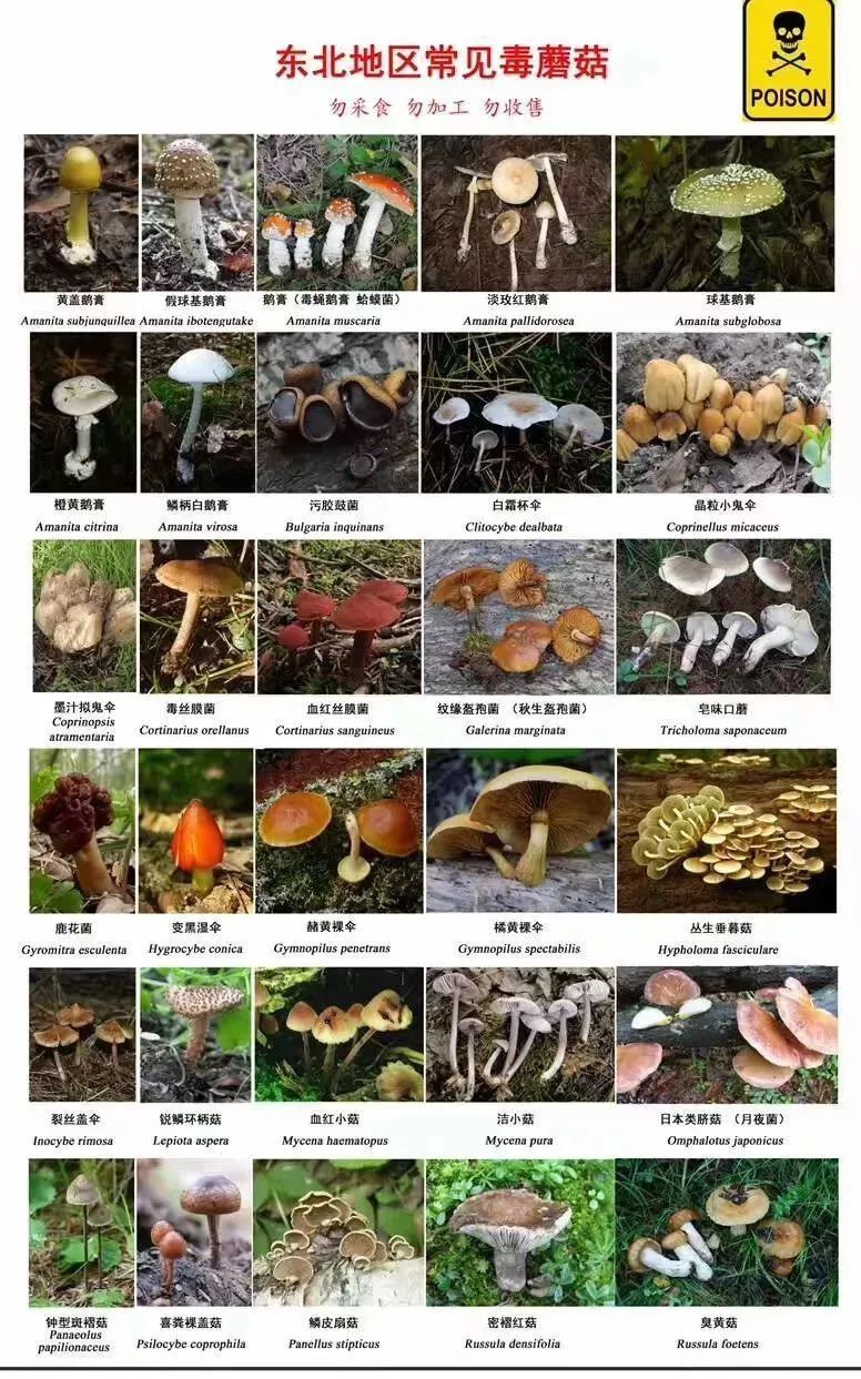 贺兰山野生蘑菇禁忌图片