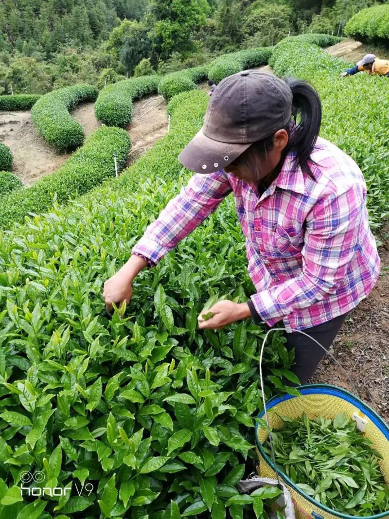 怀集新岗茶场图片