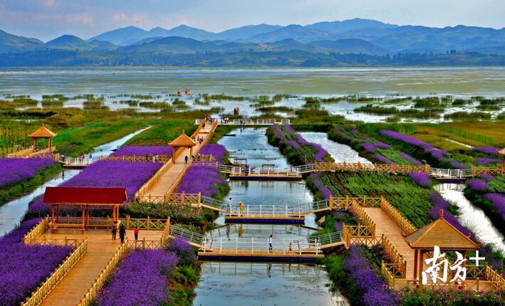 毕节威宁草海-苗麒麟 摄