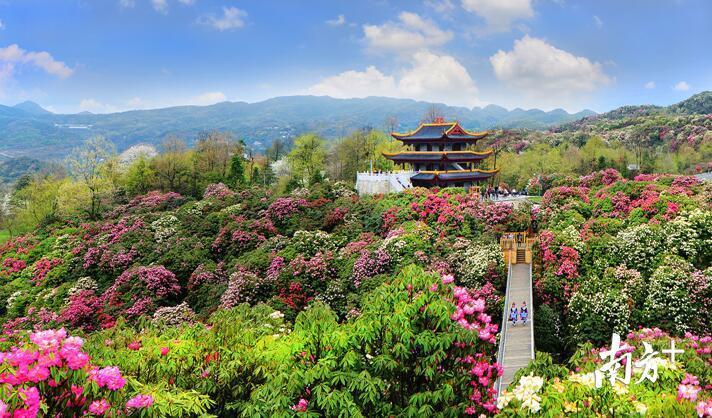 百里杜鹃5A级风景名胜区，正值繁花盛开期，对广东籍游客门票免费。（贵州毕节市旅游局 供图）