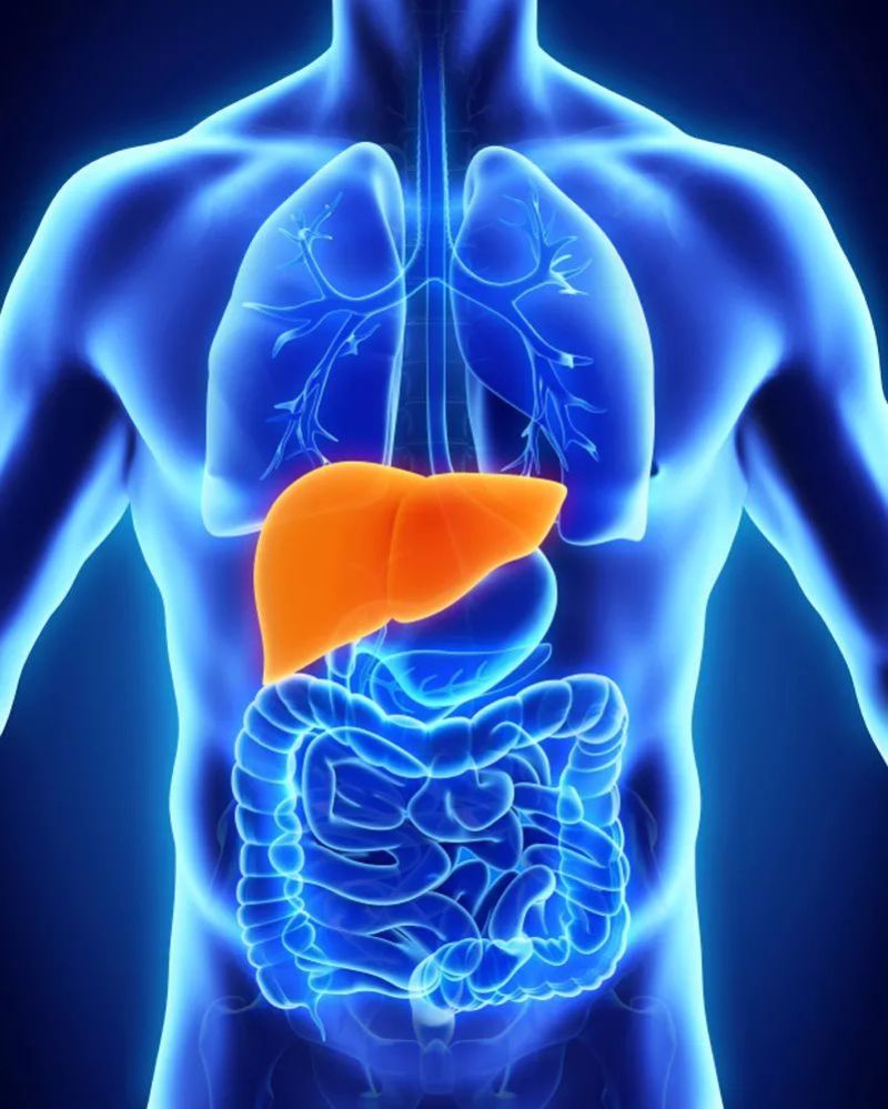 人体肝脏的位置图片图片