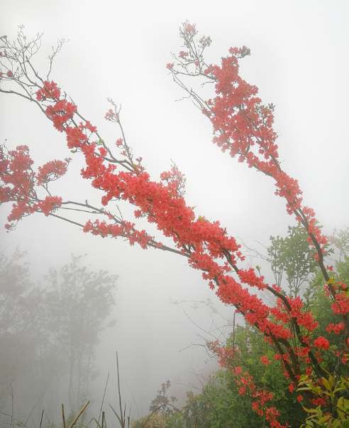 紅通天 4月的通天蠟燭杜鵑花鋪山蓋嶺,與山上的野花爭相鬥豔.