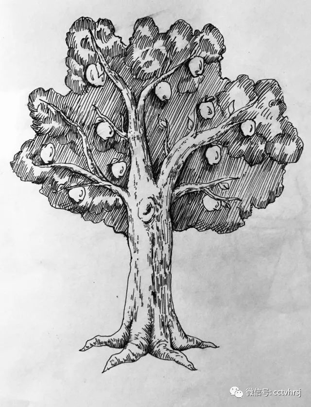 李子树的简笔画图片