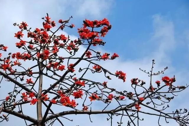 阳江市树,市花,你来选!