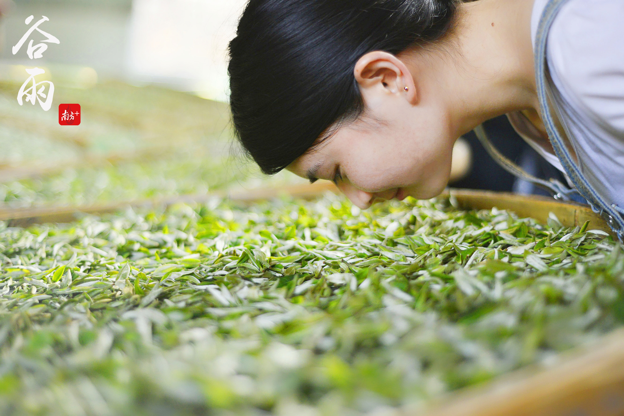 品茶香.南方日报记者 戴嘉信 摄