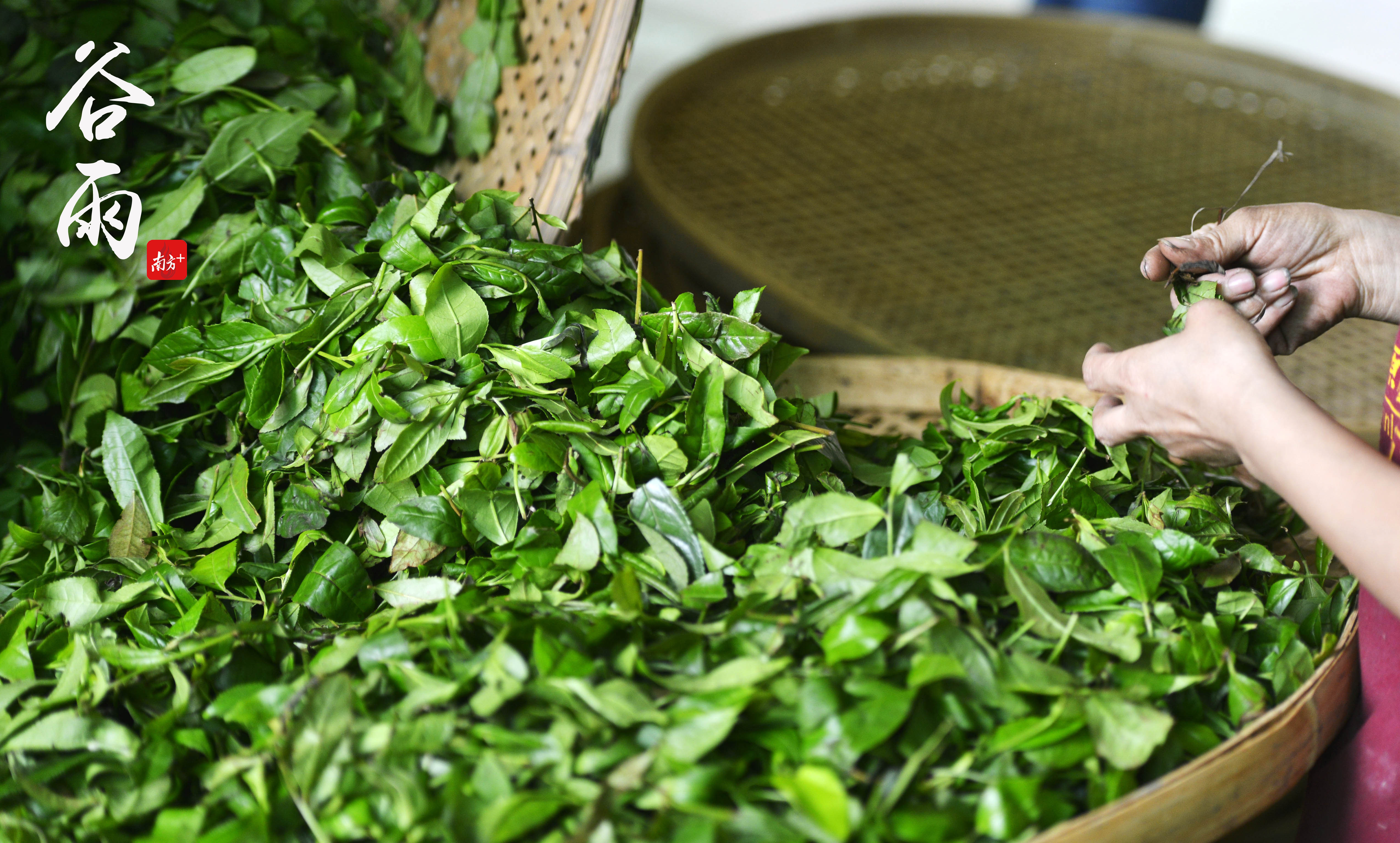 今日谷雨,作别春光|佛山24味