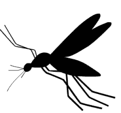 蚊子飞行动图图片