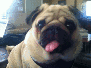 狗吐舌头表情包gif图片