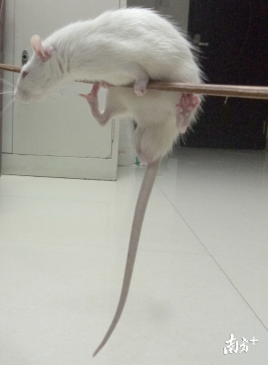 大鼠平衡木实验，干细胞治疗后的大鼠能四抓稳定抓在平衡木上.