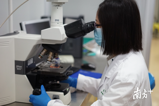 该项研究的第一作者卢烈静博士正在显微镜下观察干细胞