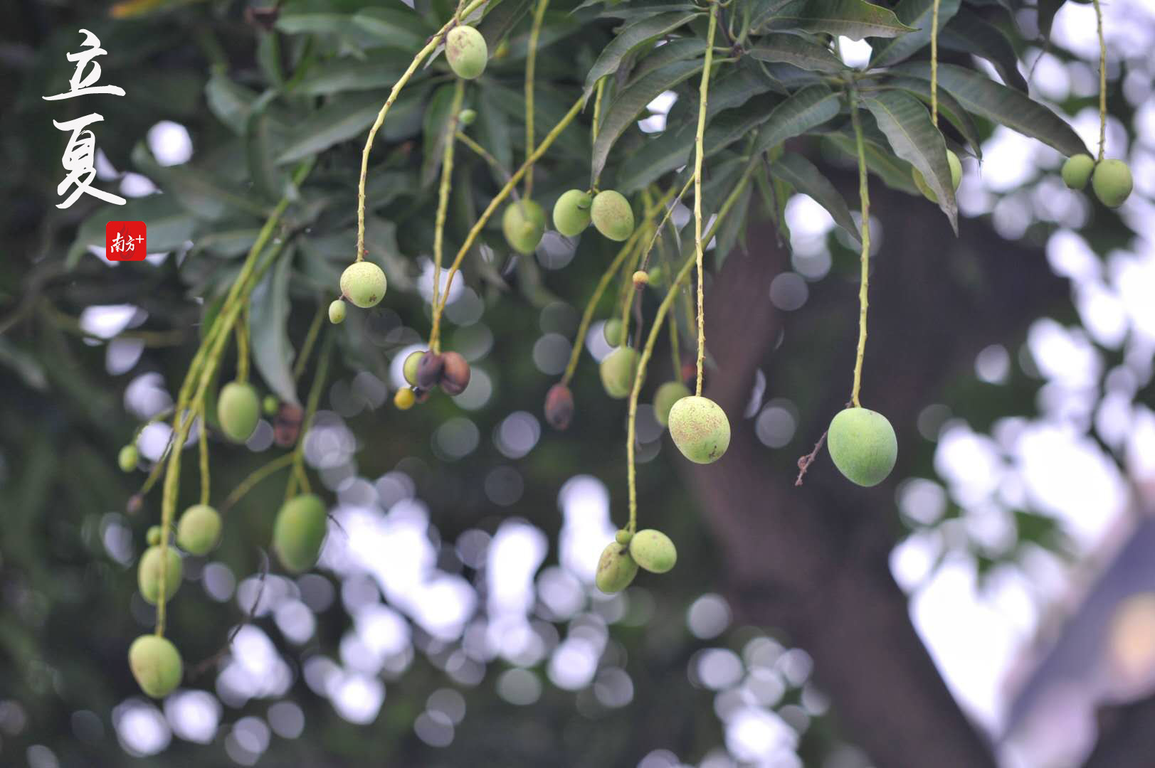 街头的芒果树挂起了小果果,再等一段时间就有芒果吃啦.戴嘉信 摄