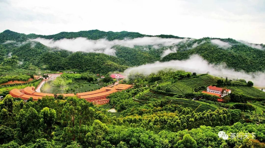 廣東省大埔縣西巖茶葉集團有限公司西巖茶場 廣東茗上茗茶業有限公司