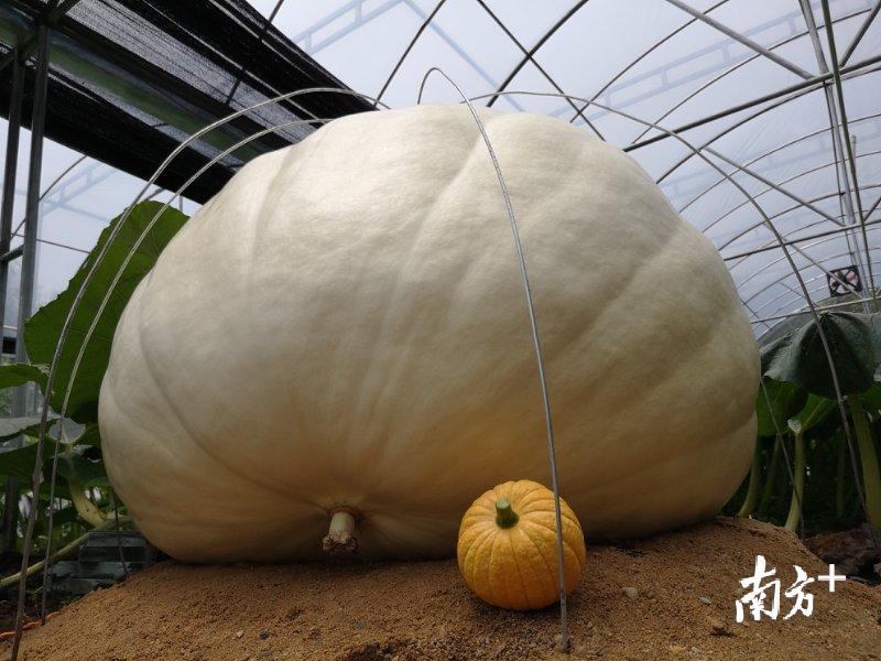 超级大南瓜。