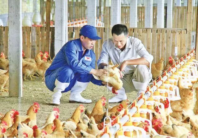 适合一个人的养殖业？一个人乐竞体育- 乐竞体育官方网站- 乐竞体育APP养殖什么比较好？