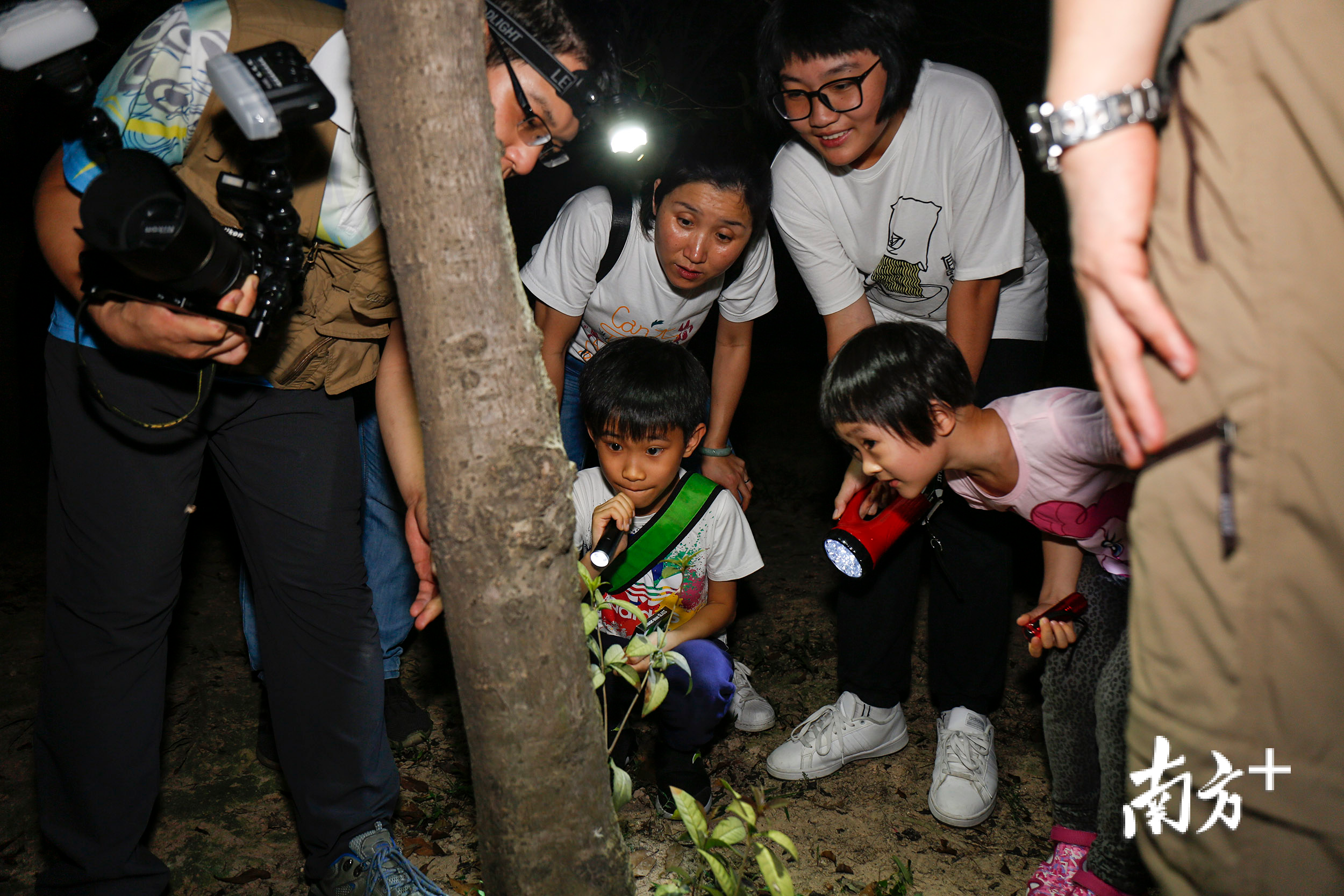 5月19日晚，紫马岭公园，叮咚荒野学堂的导师带着热爱自然的家长和小朋友在丛林里观蝉。