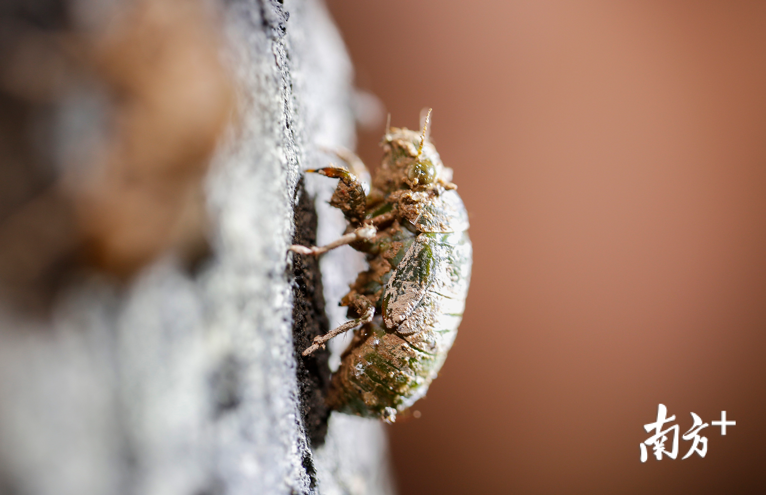 薄翅蝉的幼虫从泥土里钻出后，会朝着树林里就近的一棵树开始往上爬，爬到它觉得安全的位置后停下脚步，开始进行脱壳羽化。