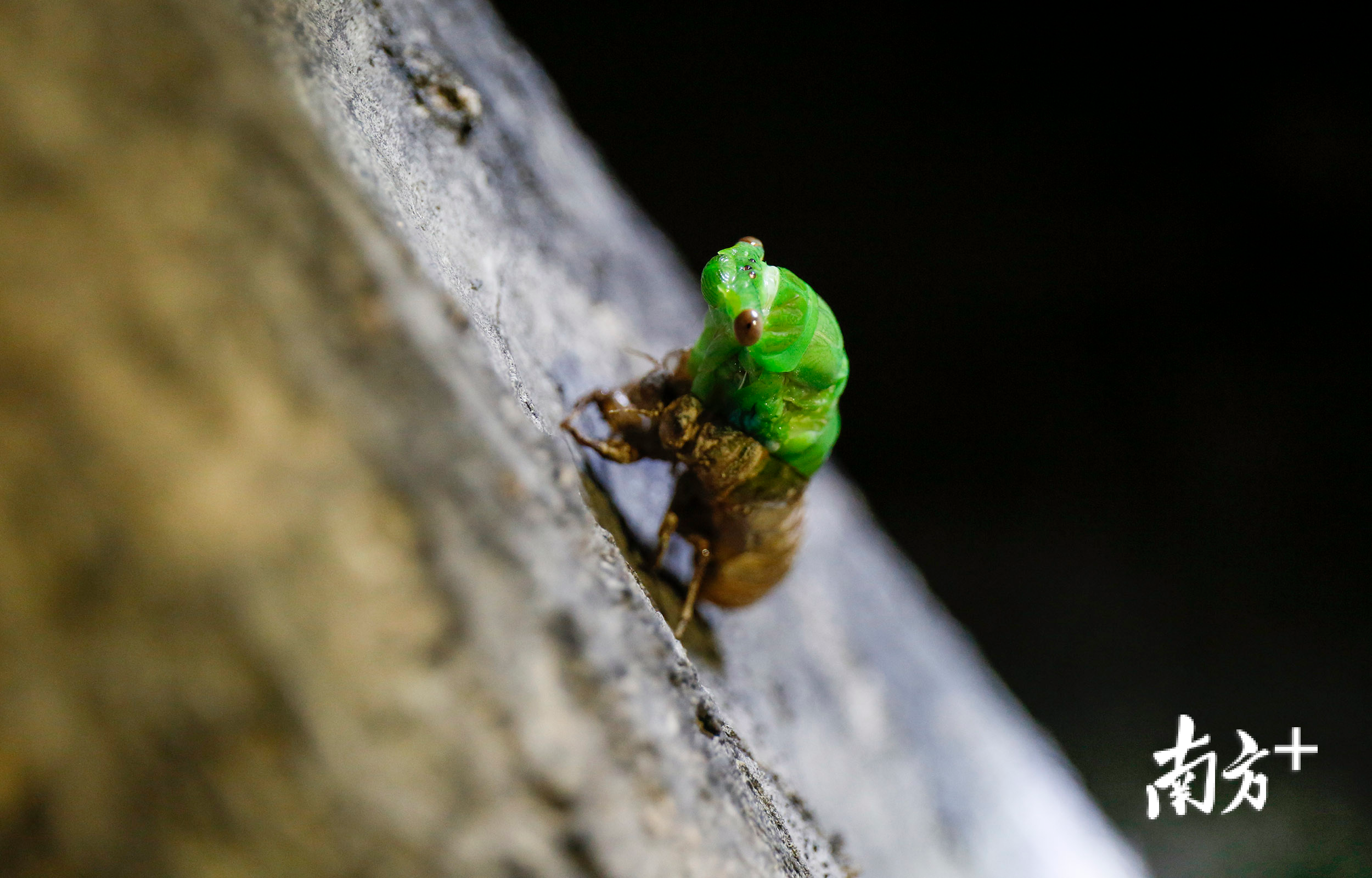 随着壳的裂缝逐渐变宽，薄翅蝉绿色的脑袋露了出来。