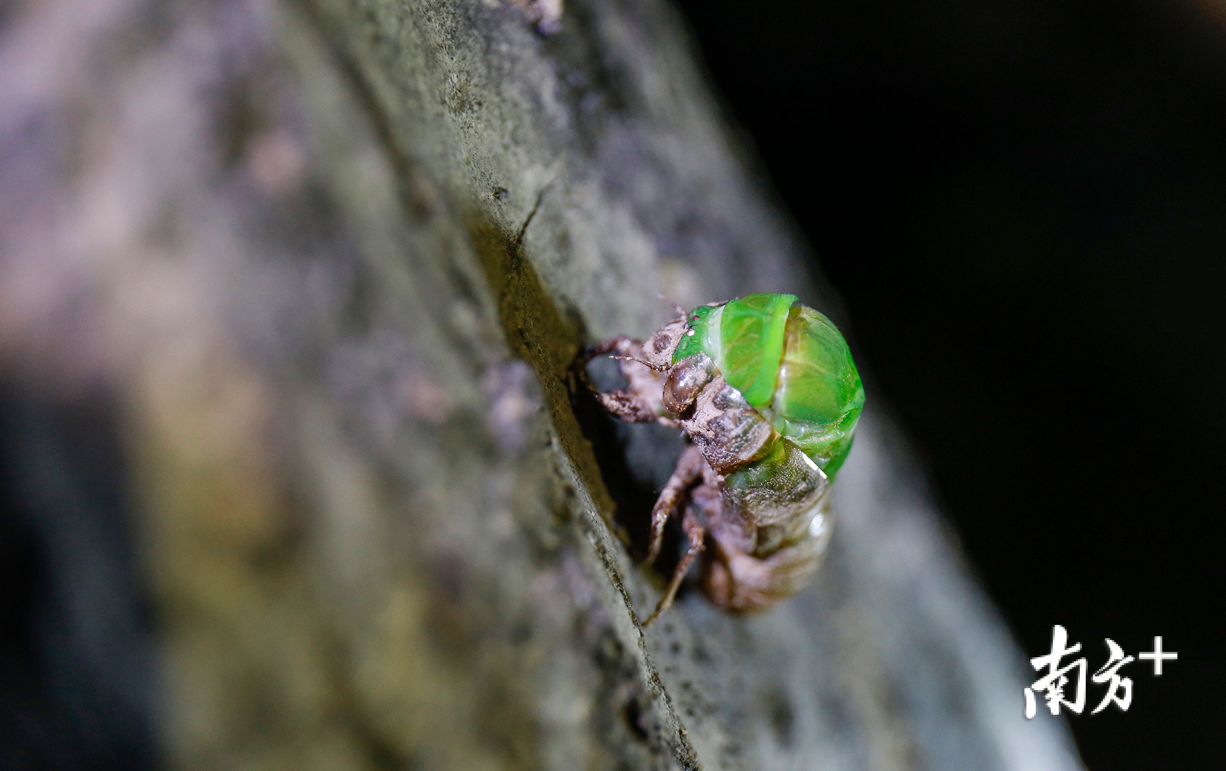 脱壳进行时，蝉的背部的壳会出现裂痕并随时间推移而变得越来越宽，慢慢它的背鼓起了一个大包。