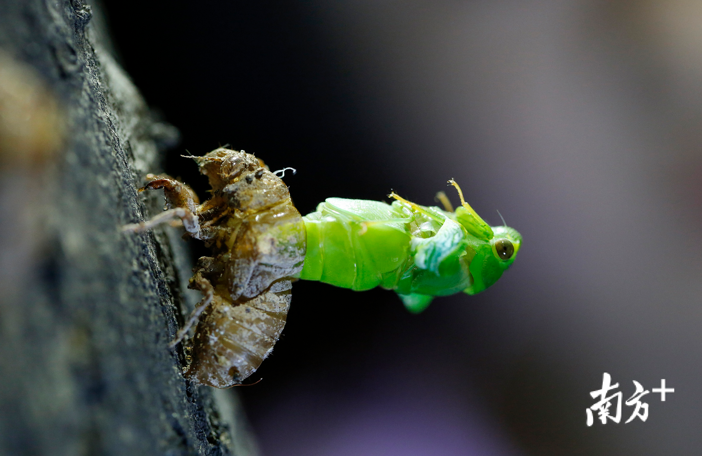 薄翅蝉的头部和上半身出壳之后，它会用足了力气向后挺着，直到整个身体摆脱壳的束缚。