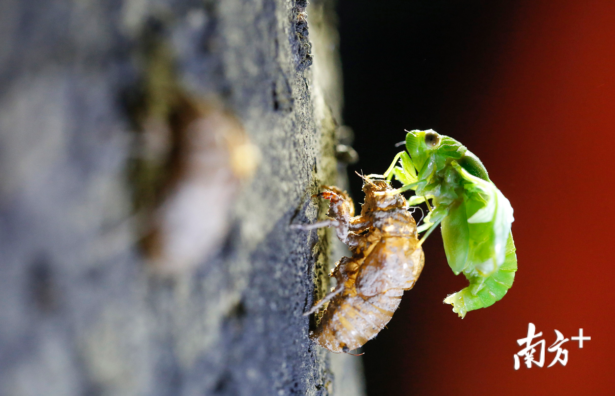 薄翅蝉尽最大的气力将身体尾部从壳里摆脱出来，之后它的翅膀将慢慢变大。