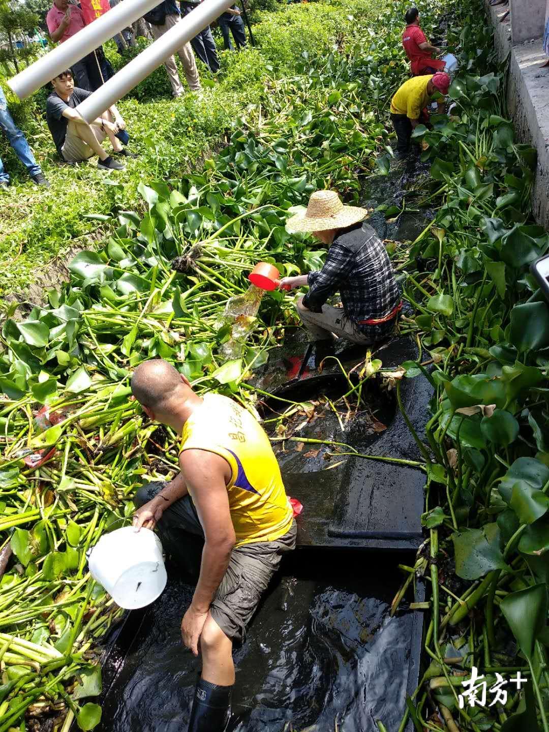 上午10点左右，现场起龙师傅开始清理盐步老龙上的植物，虽然植物并没有扎根塘泥，但也是一件很辛苦的气力活，壮实的师傅们已经开始大喘气了。清理完盐步老龙表面的植物后，起龙师傅开始用水桶清理老龙内的积水。