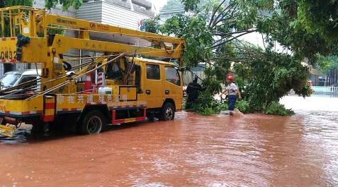 及时清运倾倒的树木。