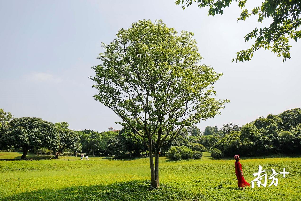 6月10日，经过多日暴雨的洗礼，鱼木树的叶子茂盛了不少。