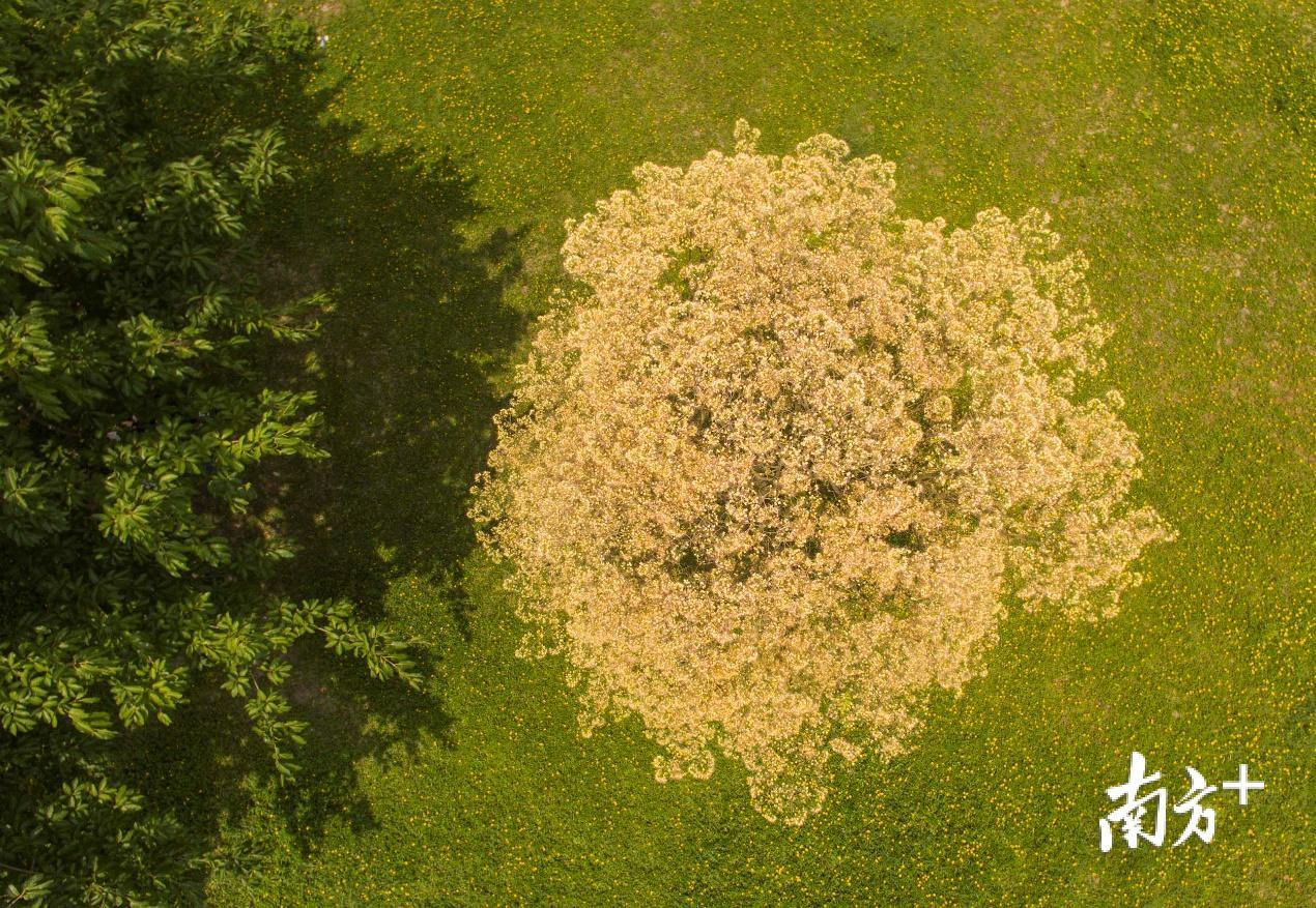 5月24日，“上帝视角”下的鱼木树，花朵与草地融为一体。