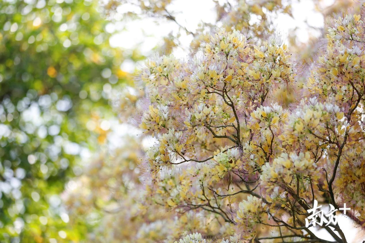 5月24日，鱼木树的花由白色慢慢变黄，密密麻麻的花朵就像一只只蝴蝶停靠在树上。