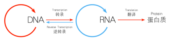 图/维基百科:DNA上携带的遗传信息可以转录到RNA上,再翻译成氨基酸,最终合成蛋白质。 图/维基百科:DNA上携带的遗传信息可以转录到RNA上,再翻译成氨基酸,最终合成蛋白质。