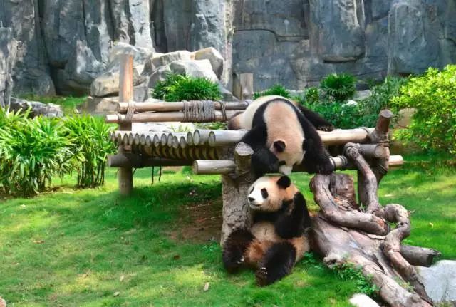 这里百鸟乐园群莺乱飞 群虎群狮群象表演,场场表演新奇有趣 虎山,狮山