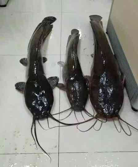 一家人最紧要是齐齐整整 一家人最紧要是齐齐整整