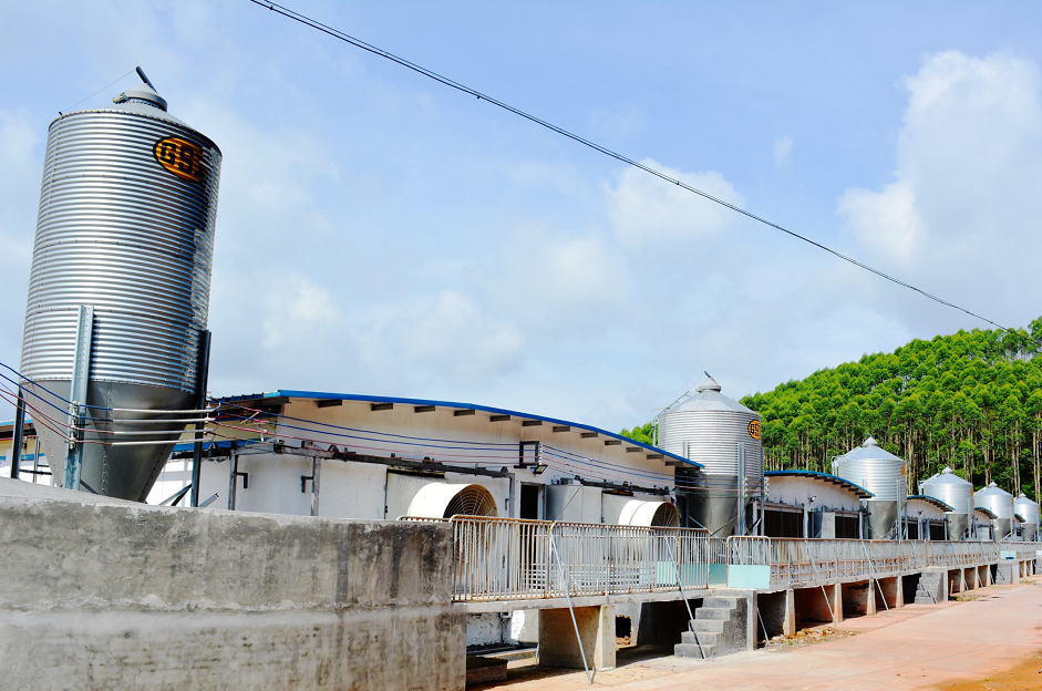 在秦振德与温氏股份合作的智能化养殖场，只需两名员工便可养殖3600头猪。资料图片