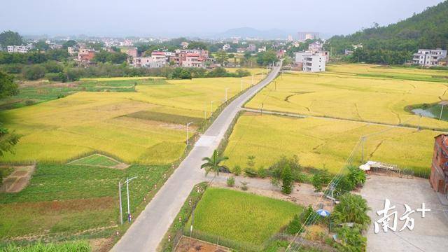 紫金蓝塘镇Y500线串起美丽新农村,道路与稻浪构成美丽画面。 紫金蓝塘镇Y500线串起美丽新农村,道路与稻浪构成美丽画面。