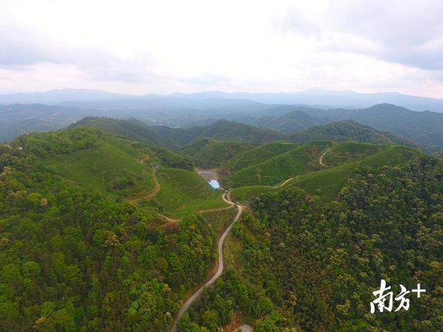 优美的农村路连接龙窝镇美丽茶园,可大大促进茶旅融合。 黄从高 摄 优美的农村路连接龙窝镇美丽茶园,可大大促进茶旅融合。 黄从高 摄