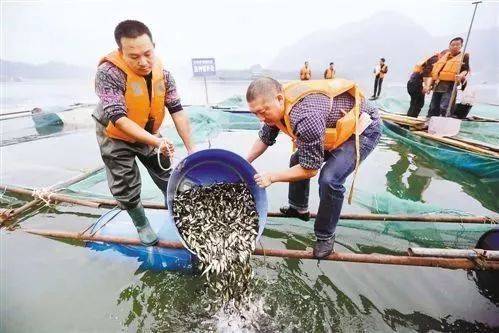 寨岗鱼苗场