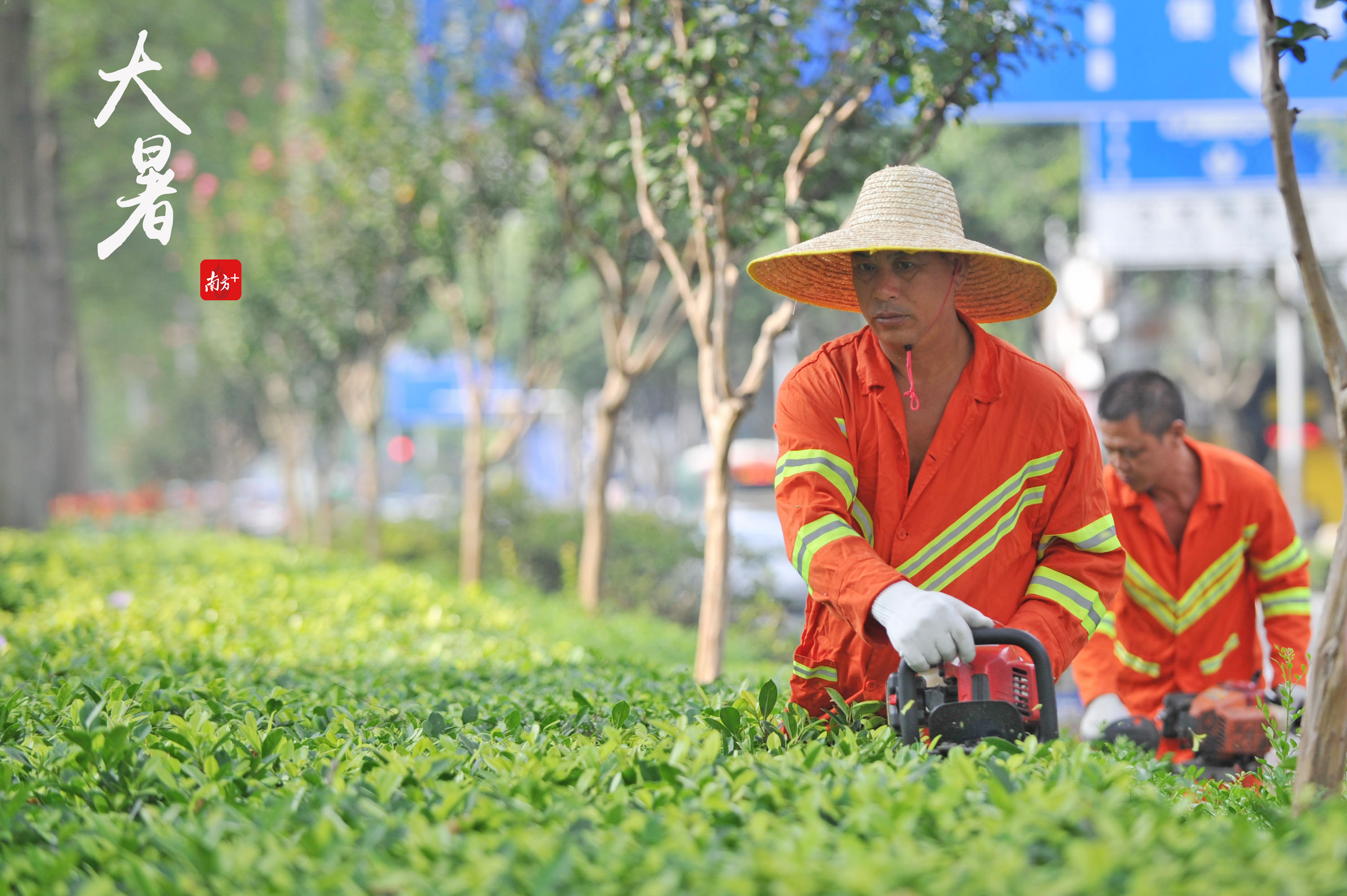 7月21日,岭南大道路边,环卫工人正对绿化带进行修剪,让城市绿植更有