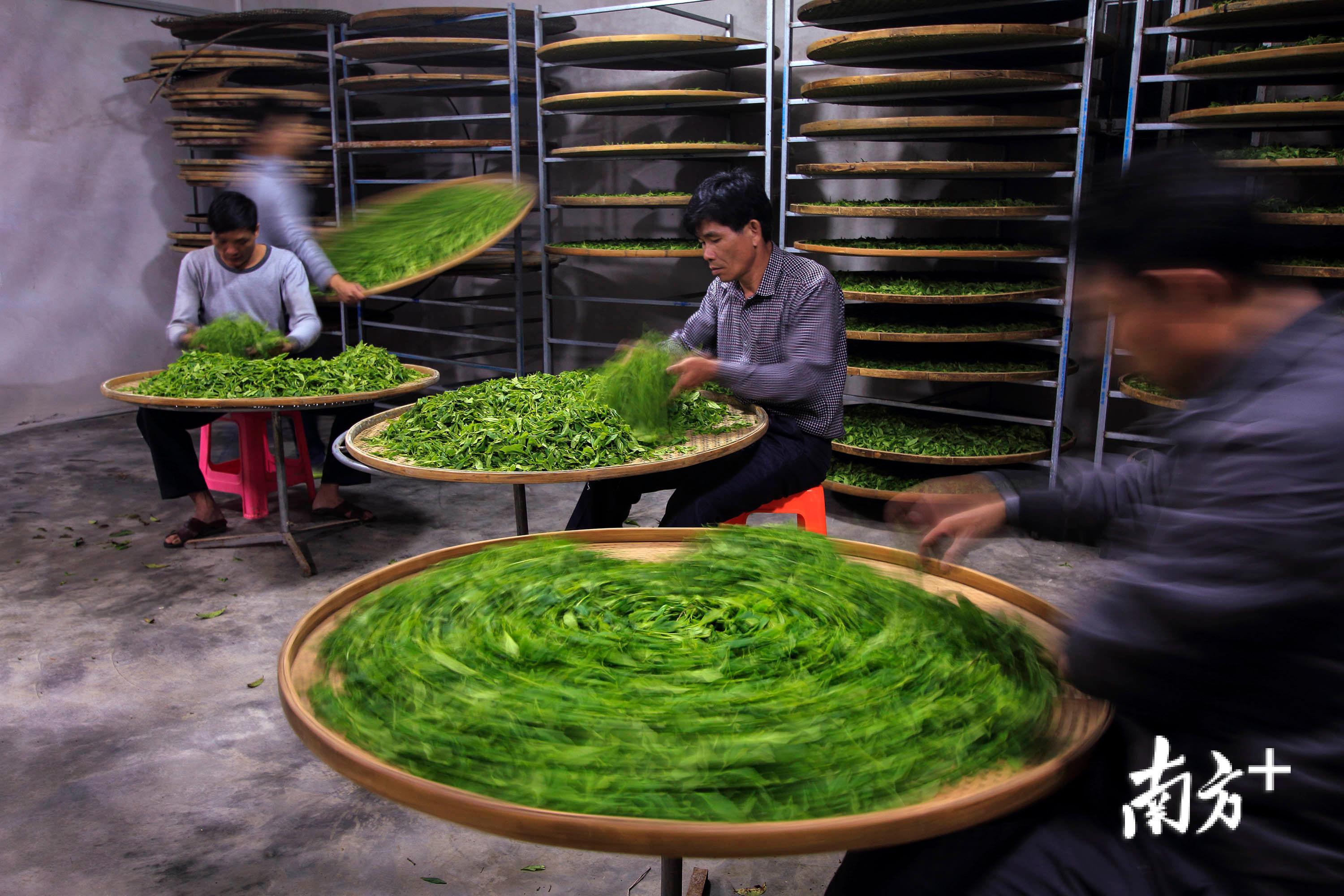 图为潮州凤凰山,村民在制作凤凰单丛茶。 陈锡荣 摄 图为潮州凤凰山,村民在制作凤凰单丛茶。 陈锡荣 摄