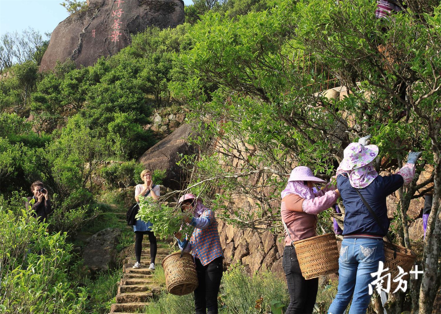 图为潮州凤凰山上,村民在采摘凤凰单丛茶。 陈锡荣摄 图为潮州凤凰山上,村民在采摘凤凰单丛茶。 陈锡荣摄