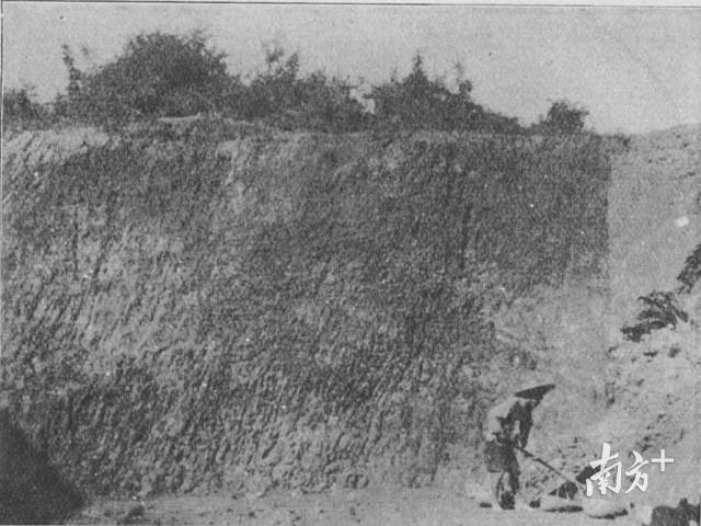 上世纪二三十年代,东莞出产陶泥的镇街纷纷建起陶窑。图为工人在樟木头挖掘陶泥。(叶召天 供图) 上世纪二三十年代,东莞出产陶泥的镇街纷纷建起陶窑。图为工人在樟木头挖掘陶泥。(叶召天 供图)